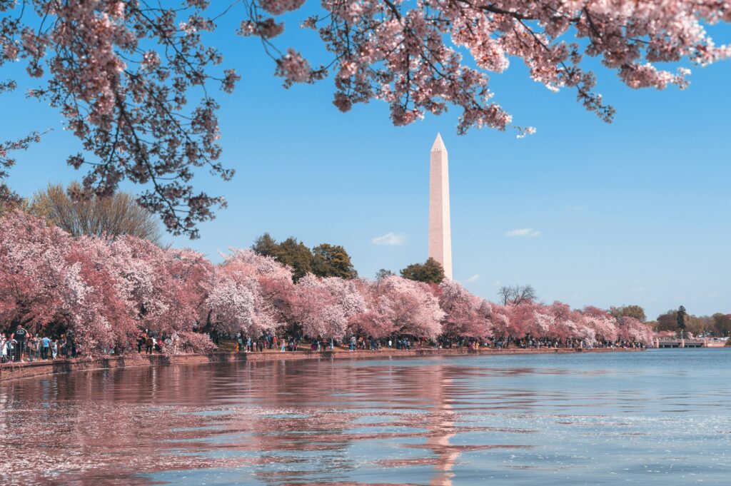 Washinton Monument à Washington DC au printemps.